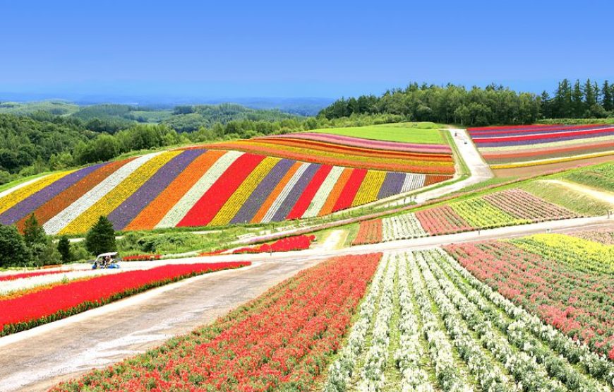 Tour Hokkaido HÈ 3 ngày 2 đêm – Siêu tiết kiệm