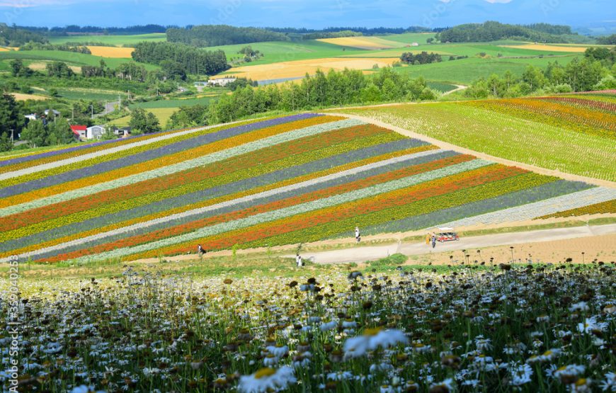 Tour Hokkaido HÈ 3 ngày 2 đêm – Xe riêng