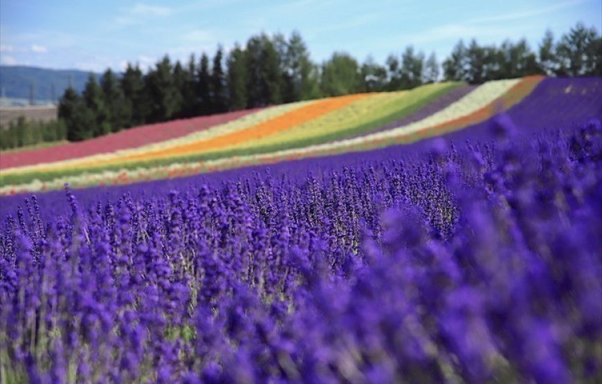 Bus tour du lịch Hokkaido khám phá Bie – Furano 1 ngày trọn vẹn (kèm ăn trưa)