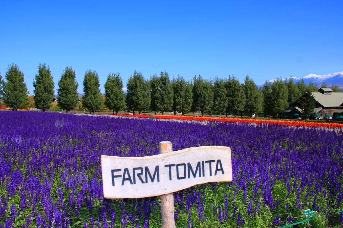 ▼   Tomita Farm, tự do ngắm cảnh (60 phút)